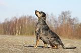 CATAHOULA 023